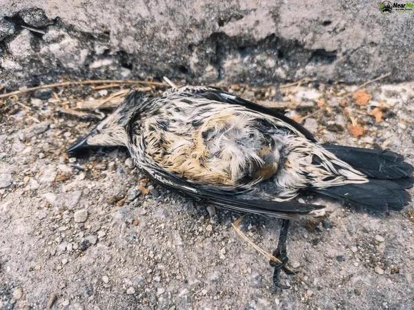 Dead Bird Removal