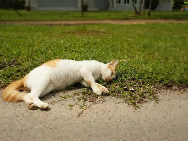 Dead Cat Removal Wanora