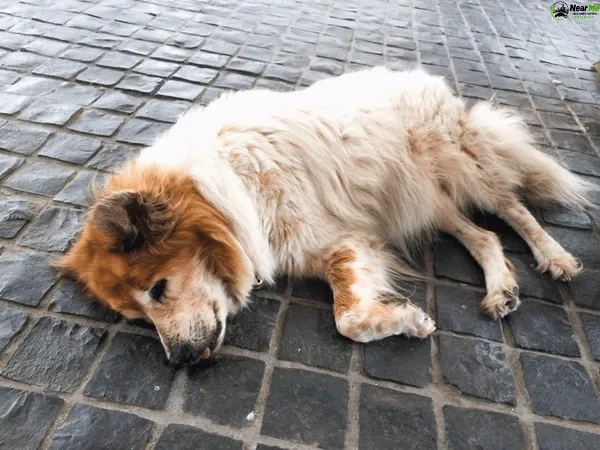 Dead Dog Removal Wanora
