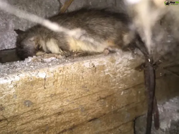 Dead Rat Removal Wanora